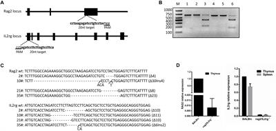 Biological Characteristics of Severe Combined Immunodeficient Mice Produced by CRISPR/Cas9-Mediated Rag2 and IL2rg Mutation